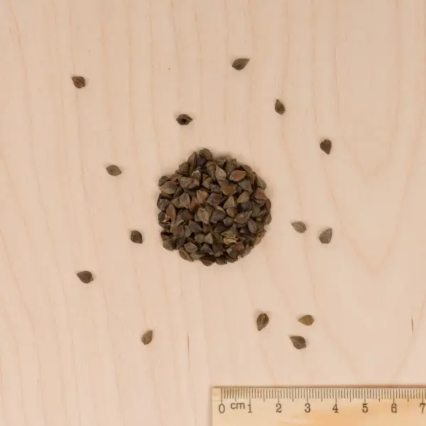 Plantes utiles - Engrais vert Sarrasin - BIO - Grand Modèle - MEDIA_3D